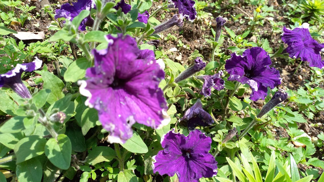 flowering plant, plant, flower, freshness, beauty in nature, growth, purple, fragility, petal, nature, inflorescence, flower head, plant part, close-up, leaf, day, no people, green, garden, sunlight, botany, high angle view, outdoors, wildflower, petunia, blossom, land