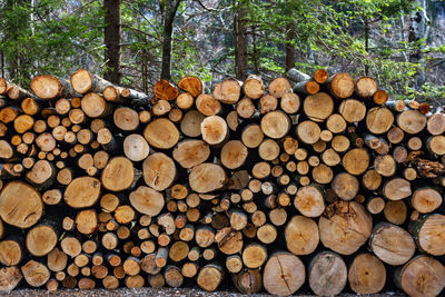 Stack of logs in forest