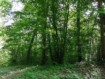 Trees growing in forest