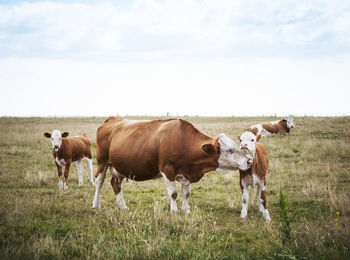 Cows standing in a field