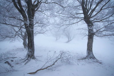 Bare trees on snow covered landscape