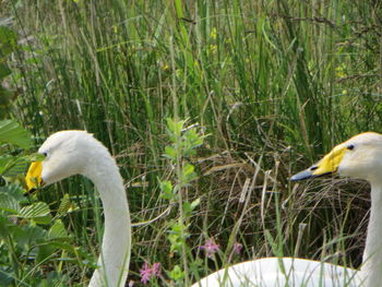 Close-up of swan on grass