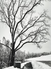 Bare tree by frozen lake against clear sky