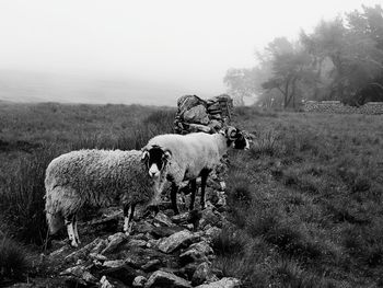 View of sheep on field