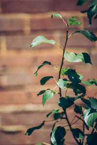 Close-up of plant against wall