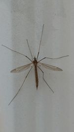 Close-up of insect