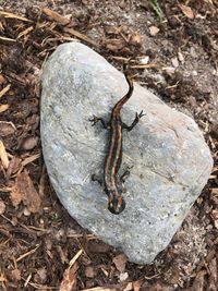 Close-up of lizard on rock