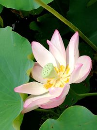 Close-up of lotus water lily in pond