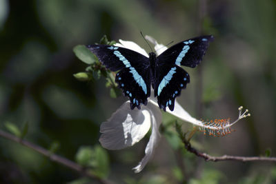 Close-up of butterfly pollinating flower