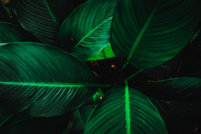 Close-up of green leaves in forest