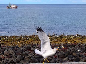 Bird on beach against sky