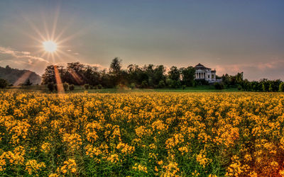 Yellow flowers in field against sky at sunset