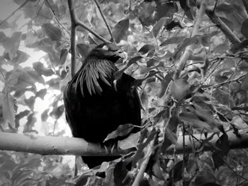 Low angle view of birds perching on branch