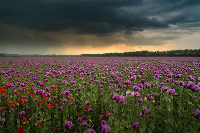 Purple flowering plants on field against sky during sunset