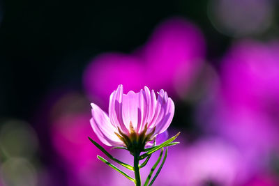 Close-up of pink flower