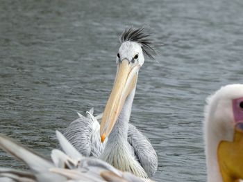 Pink-backed pelican