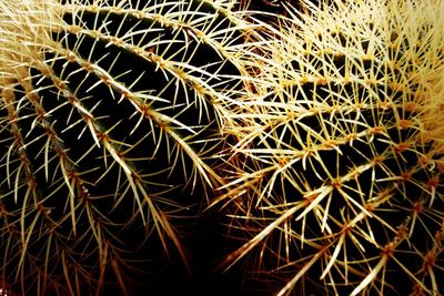 Full frame shot of cactus