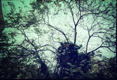 Low angle view of trees against sky