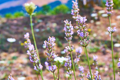 Close-up of purple flowering plants on field