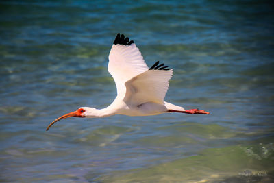 Soaring white ibis over the tropical waters of the gulf of mexico
