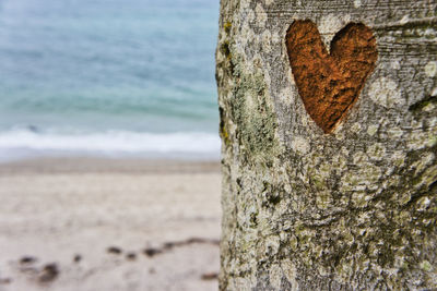 Close-up of heart shape on tree trunk at beach