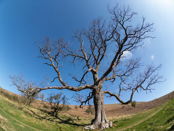 nature