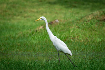 Bird on a field