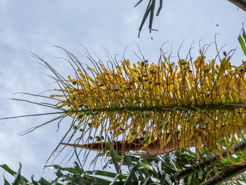 Low angle view of flowering plants against sky