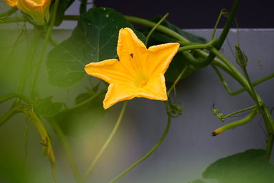 Close-up of yellow leaves on plant