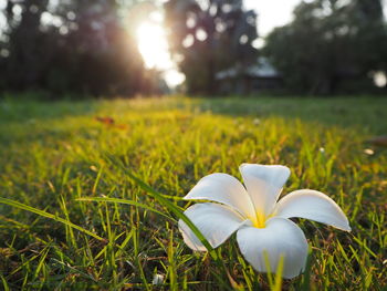 Close-up of white flower on field