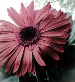 Close-up of pink flowers