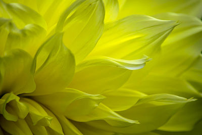 Close-up of yellow flowering plant