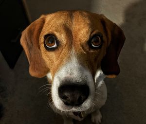 Beagle face, close-up