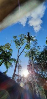 Low angle view of sunlight streaming through trees