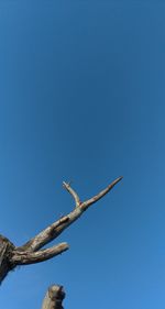 Low angle view of bird on tree against clear blue sky