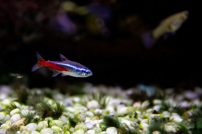 Close-up of fish underwater