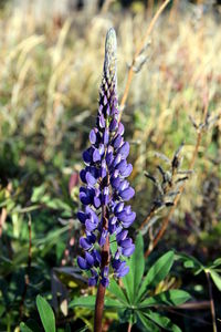 Close-up of purple flowering plant in field