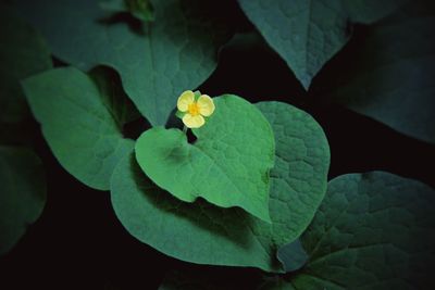 Close-up of green leaves