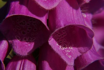 Full frame shot of pink flowers