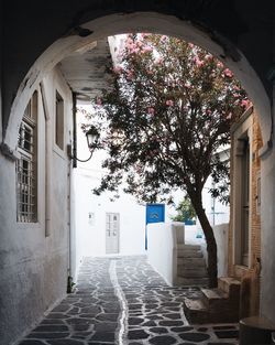 Street amidst trees and buildings