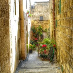 Narrow walkway along plants