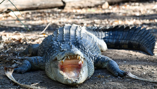 Close-up of crocodile in water