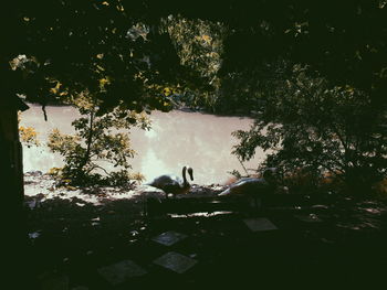 Trees and plants on table