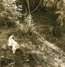 High angle view of dog on field