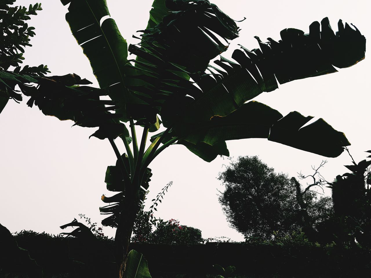 tree, low angle view, leaf, outdoors, clear sky, sky, silhouette, day, no people, growth, nature, banana tree, palm tree