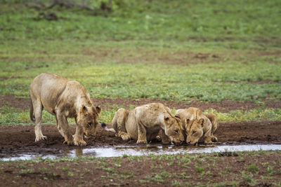 Lionesses drinking water