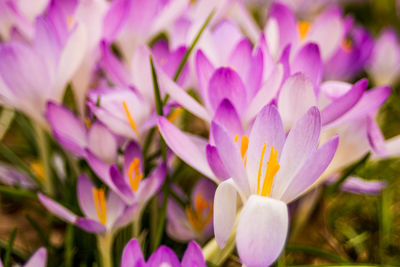 Close-up of pink crocus flowers growing on field