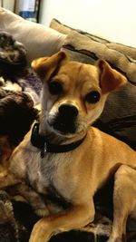 Close-up portrait of dog relaxing on bed at home