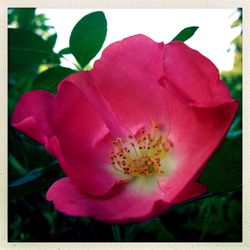 Close-up of pink flower blooming