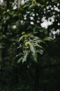 Close-up of green leaves on plant